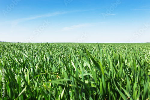 Plakat Field of green grass and sky