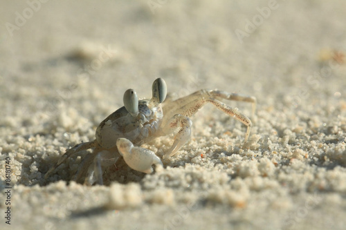 Fototapeta dziki słońce zwierzę plaża lato