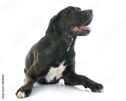 Plakat zwierzę pies cane corso studio