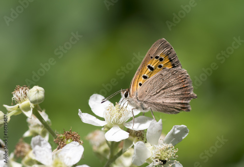Obraz na płótnie zwierzę motyl ładny natura fauna