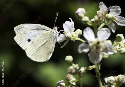 Naklejka motyl fauna ładny
