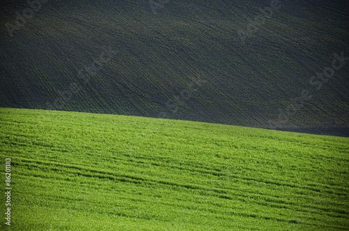 Fotoroleta roślina trawa świeży widok wiejski