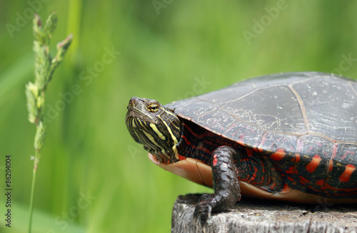 Naklejka lato zwierzę żółw