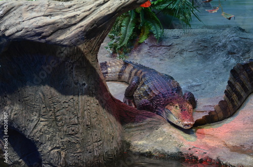 Obraz na płótnie dziki gad krokodyl natura zwierzę