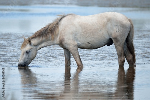 Naklejka koń stado dziki camargue koni