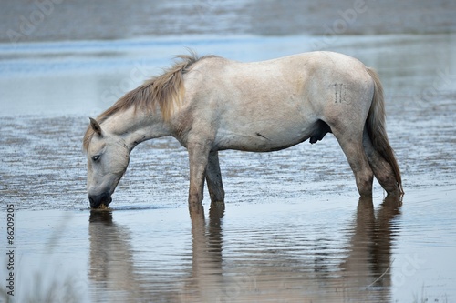 Fototapeta stado koń dziki bagno koni