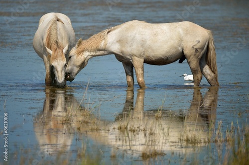 Fototapeta koń dziki koń dziki camargue 