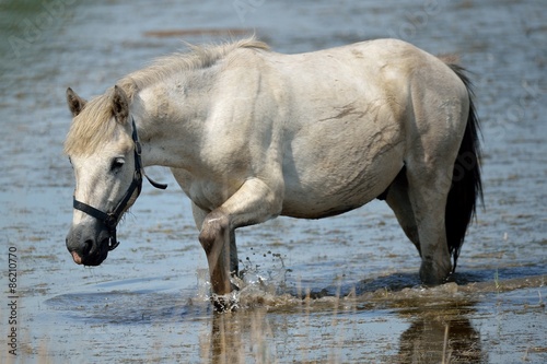 Plakat dziki koń koń dziki camargue 