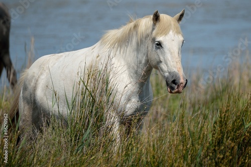 Fototapeta dziki dziki koń koń camargue 
