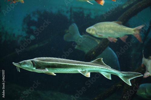 Fotoroleta ryba woda natura azjatycki