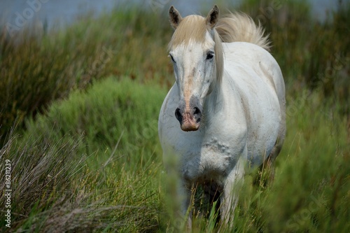 Fotoroleta koń dziki dziki koń camargue 