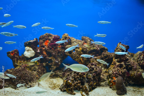 Fotoroleta morze woda ryba podwodne horyzont