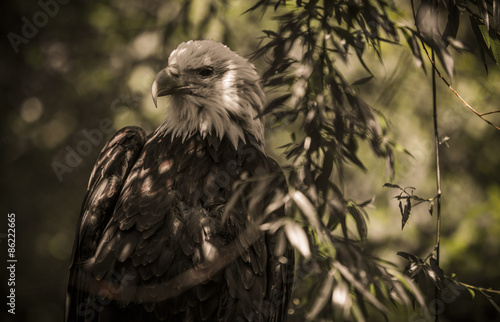 Fototapeta ameryka ptak natura dziki dramatyczne