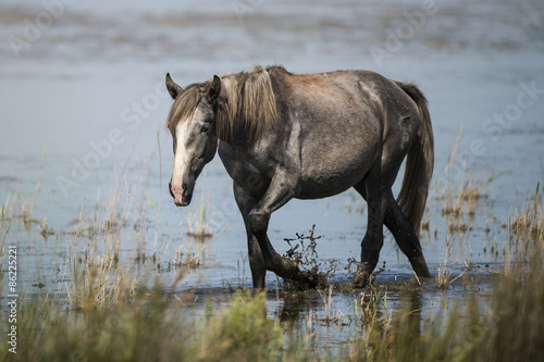 Plakat dziki dziki koń koń camargue 