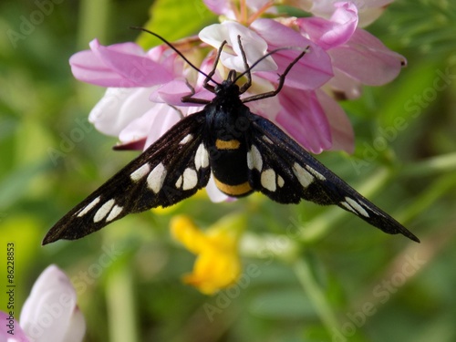 Fotoroleta motyl natura roślinność zwierzę