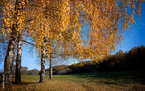 Fototapeta spokojny trawa las brzoza jesień