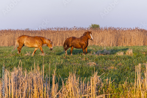 Fototapeta pastwisko koń natura łąka piękny