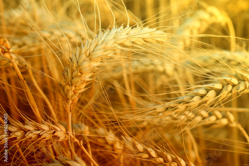 Fotoroleta żniwa jesień rolnictwo trawa