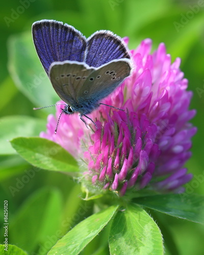 Naklejka pole piękny motyl