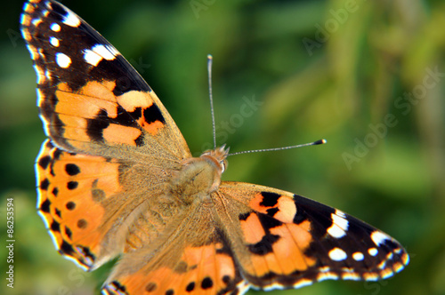 Naklejka motyl europa natura zwierzę karta