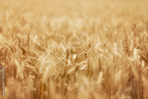 Fotoroleta rolnictwo natura jęczmień lato