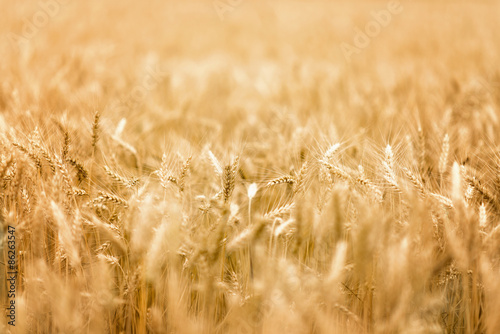 Fotoroleta słońce trawa słoma pole roślina