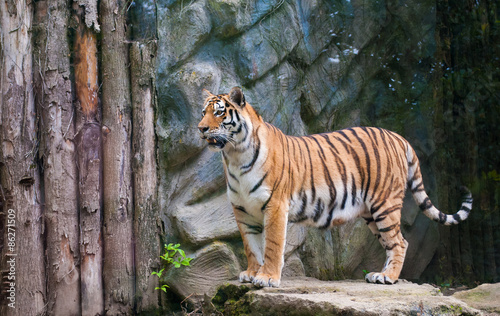 Obraz na płótnie twarz tygrys kot