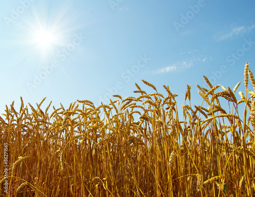 Obraz na płótnie pole mąka ziarno