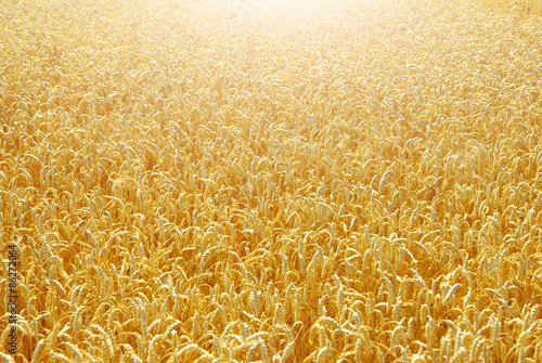Plakat mąka trawa pole ziarno słoma