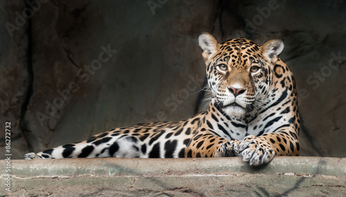 Plakat jaguar ssak kot