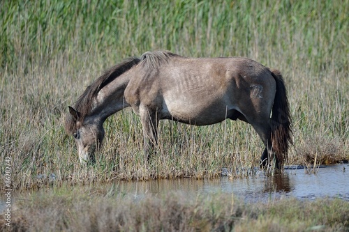 Fotoroleta natura koń dziki koń camargue