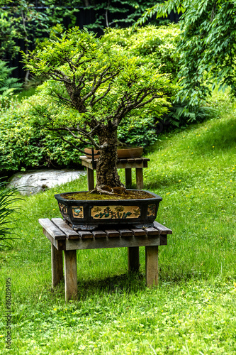 Fototapeta natura francja drzewa japoński sztuka