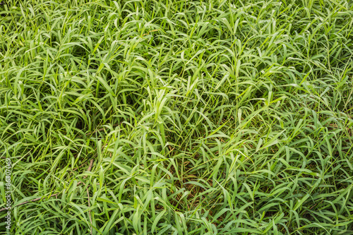 Naklejka piękny trawa piłka nożna łąka