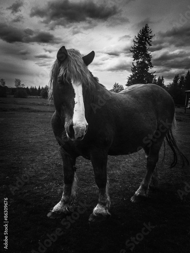 Fototapeta ranczo koń belgia sztorm zagroda