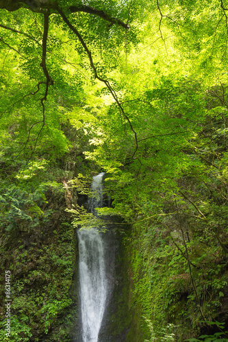 Fotoroleta las roślina japonia świeży