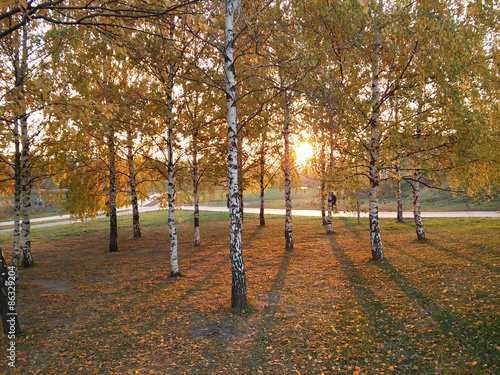 Fotoroleta jesień słońce brzoza żółty cień