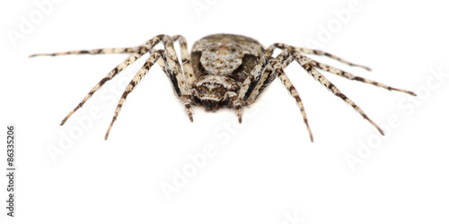 Obraz na płótnie ptak natura pająk oko