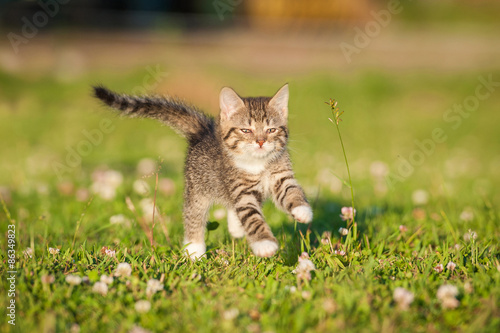 Obraz na płótnie ssak zabawa natura kociak ogród