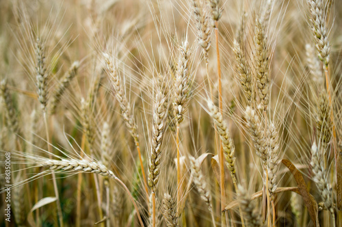 Fotoroleta wiejski zboże pszenica rolnictwo pejzaż