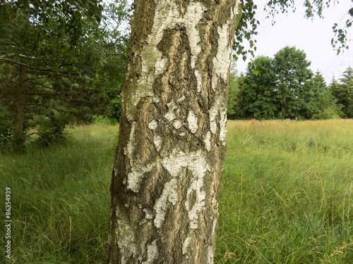 Obraz na płótnie roślinność natura drzewa pastwisko