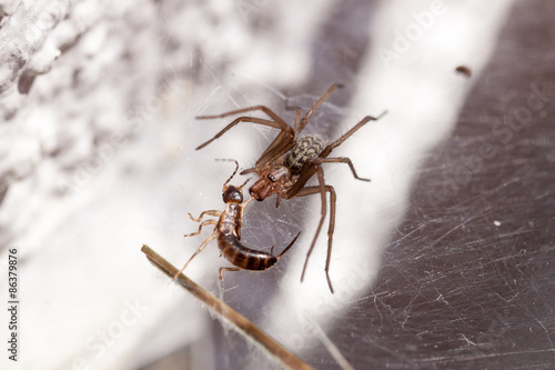 Fotoroleta pająk jedzenie jeść