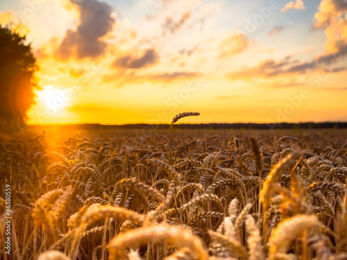 Fototapeta pszenica rolnictwo pole niebo natura