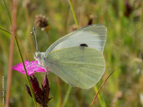 Fotoroleta kwiat łąka motyl