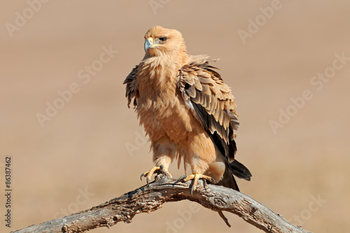 Obraz na płótnie ptak południe pustynia zwierzę