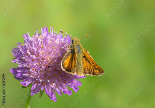 Fototapeta zwierzę motyl latać owad skrzydło
