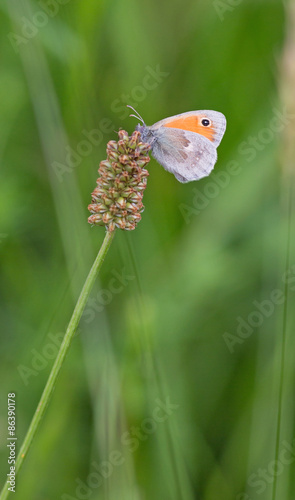 Naklejka kwiat zwierzę natura motyl