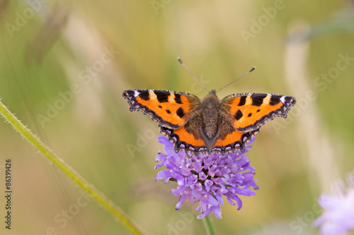 Fototapeta motyl kwiat zwierzę natura latać