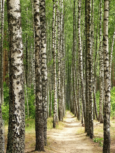 Obraz na płótnie brzoza wiejski natura park las