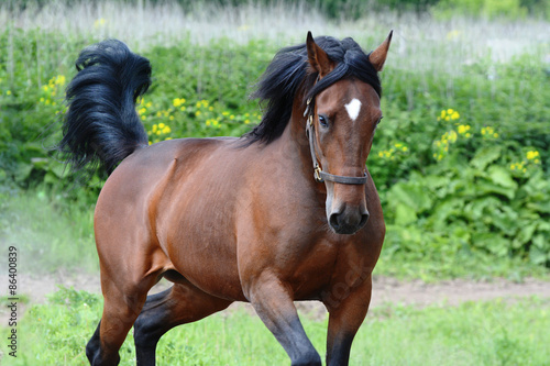 Obraz na płótnie koń gwiazda jeździectwo pole