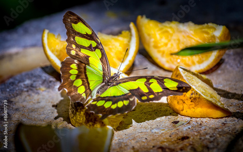 Fotoroleta egzotyczny ogród wzór motyl